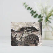 Postale Carte PostCard Axanthic Ball Python (Debout devant)