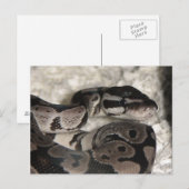 Postale Carte PostCard Axanthic Ball Python (Devant / Derrière)