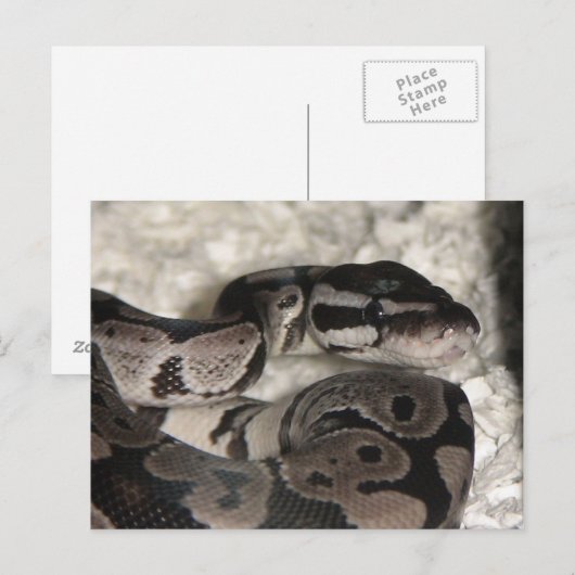 Postale Carte PostCard Axanthic Ball Python (Devant / Derrière)