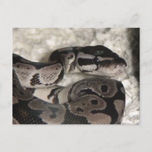 Postale Carte PostCard Axanthic Ball Python
