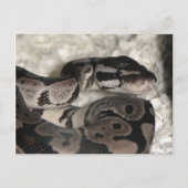 Postale Carte PostCard Axanthic Ball Python (Devant)