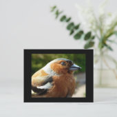 Postale Carte PostCard Chaffinch (Debout devant)