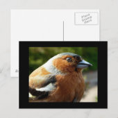 Postale Carte PostCard Chaffinch (Devant / Derrière)
