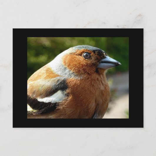 Postale Carte PostCard Chaffinch (Devant)