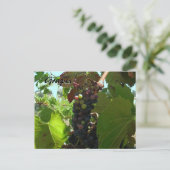 Postale Carte Recette - Raisins sur la vigne (Debout devant)