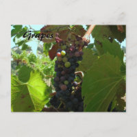 Carte Recette - Raisins sur la vigne