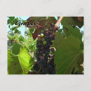 Postale Carte Recette - Raisins sur la vigne