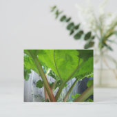Postale Carte Rhubarb (Debout devant)