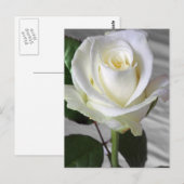 Postale Carte Rose anglaise (Devant / Derrière)