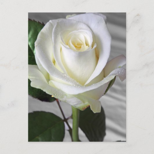 Postale Carte Rose anglaise (Devant)