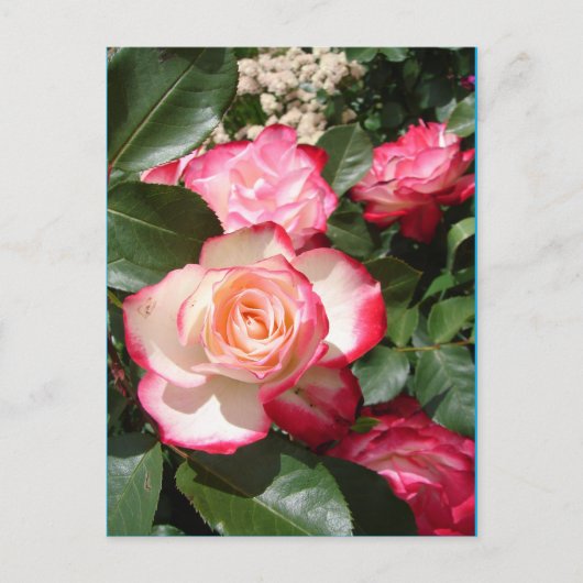 Postale Carte Rose de fleurs Roses rouge et blanc (Devant)