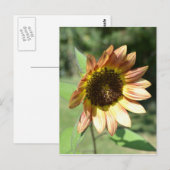 Postale Carte Sunflower de septembre (Devant / Derrière)