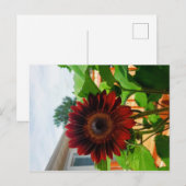 Postale Carte Sunflower Post (Devant / Derrière)