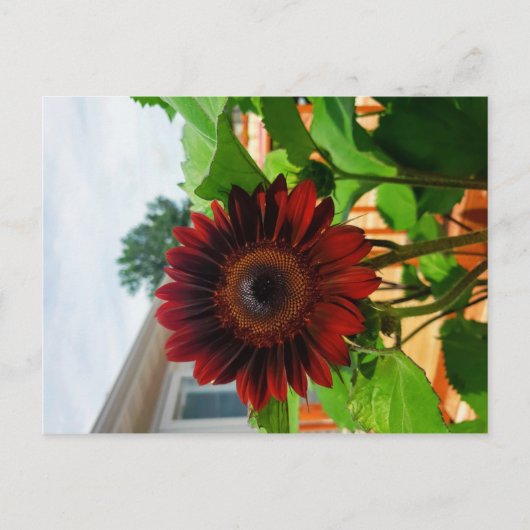 Postale Carte Sunflower Post (Devant)