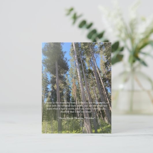 Postale Carte Trees Forest Woods Thoreau (Debout devant)