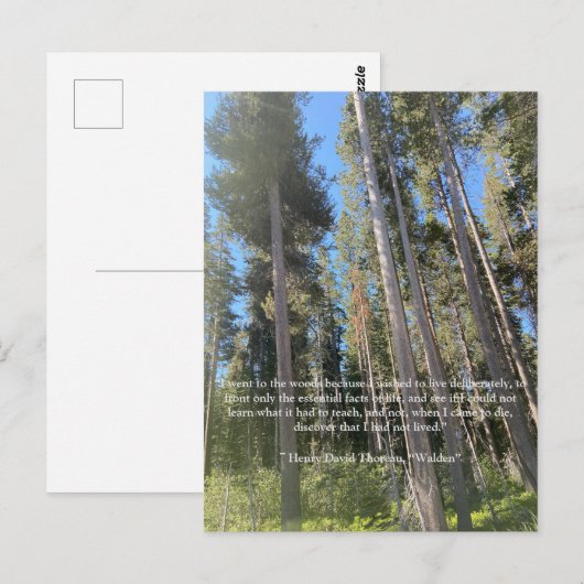 Postale Carte Trees Forest Woods Thoreau (Devant / Derrière)