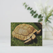 Postale Carte Turtle (Debout devant)