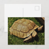 Postale Carte Turtle (Devant / Derrière)