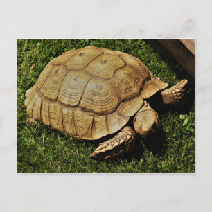 Postale Carte Turtle