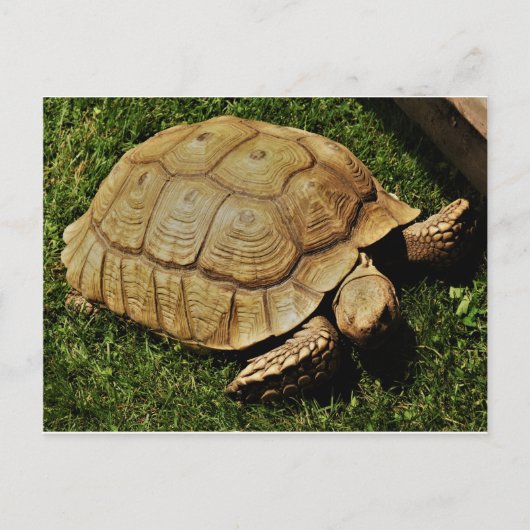 Postale Carte Turtle (Devant)