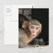 Postale Carte verticale de singe effrayé aux grands yeux (Devant / Derrière)