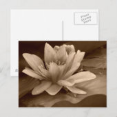 Postale Carte Water Lilly (Devant / Derrière)