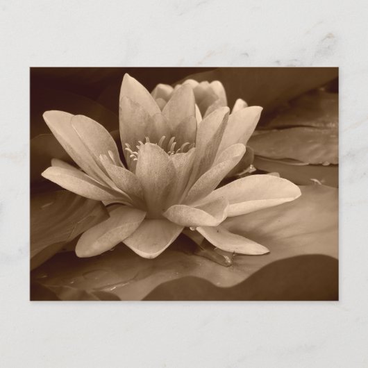 Postale Carte Water Lilly (Devant)