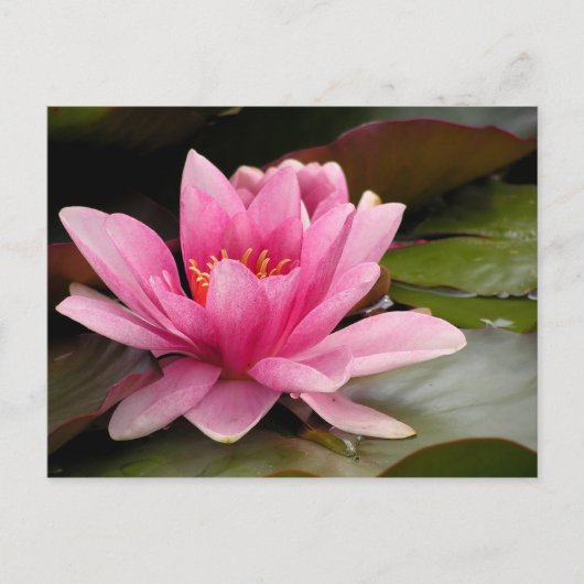 Postale Carte Water Lilly (Devant)