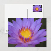 Postale Carte Water Lily (Devant / Derrière)