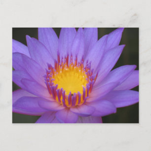 Postale Carte Water Lily