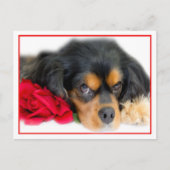 Postale Cavalier King Charles Spaniel Avec Une Carte Posta (Devant)