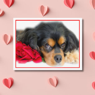 Postale Cavalier King Charles Spaniel Avec Une Carte Posta