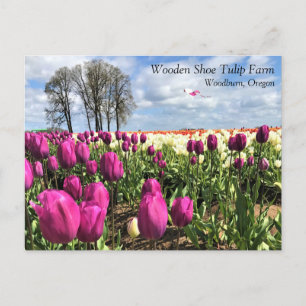 Postale Champ de tulipe avec cerf-volant, Oregon Carte pos