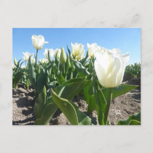 Postale Champ Sunny White Tulips do-it-yourself carte post