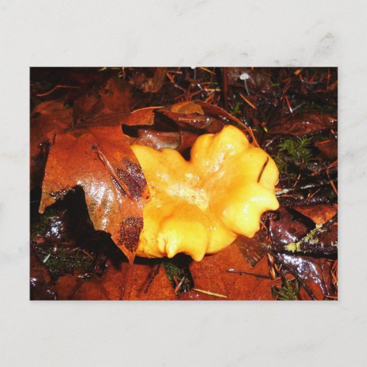 Postale Champignons Chanterelle Dans La Pluie Carte Postal (Devant)