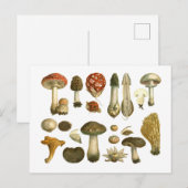 Postale Champignons de champignons de champignons Carte po (Devant / Derrière)