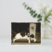 Postale Chat dans un restaurant à la carte à Paris, France (Debout devant)