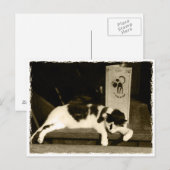 Postale Chat dans un restaurant à la carte à Paris, France (Devant / Derrière)