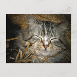 Postale Chat Sauvage Endormi dans un Abri d'Hiver Carte Po