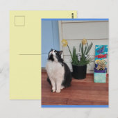 Postale Chat Tuxedo Mignon avec Jolies Fleurs Bleu Carte P (Devant / Derrière)