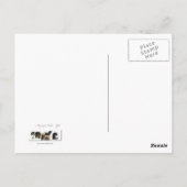 Postale Cheval de peinture noir blanc Pinto par carte post (Dos)