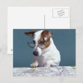 Postale Chien avec lunettes de lecture étudier la carte (Devant / Derrière)