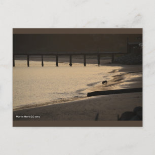 Postale Chien de plage au coucher du soleil   Carte postal