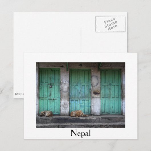Postale Chiens errants devant les portes vertes carte post (Devant / Derrière)