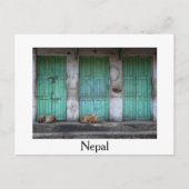 Postale Chiens errants devant les portes vertes carte post (Devant)