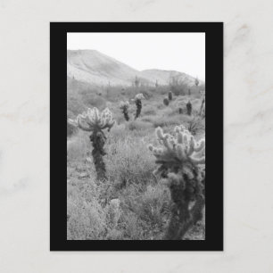 Postale Chumping Cholla Cactus Desert B&W Photo Carte post