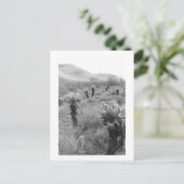 Postale Chumping Cholla Cactus Desert B&W Photo Carte post (Debout devant)