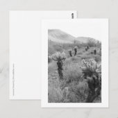 Postale Chumping Cholla Cactus Desert B&W Photo Carte post (Devant / Derrière)