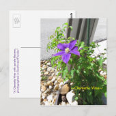 Postale Clematis vigne violet Fleurs Spiegeland Carte post (Devant / Derrière)