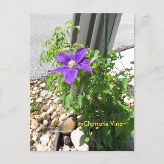 Postale Clematis vigne violet Fleurs Spiegeland Carte post (Devant)
